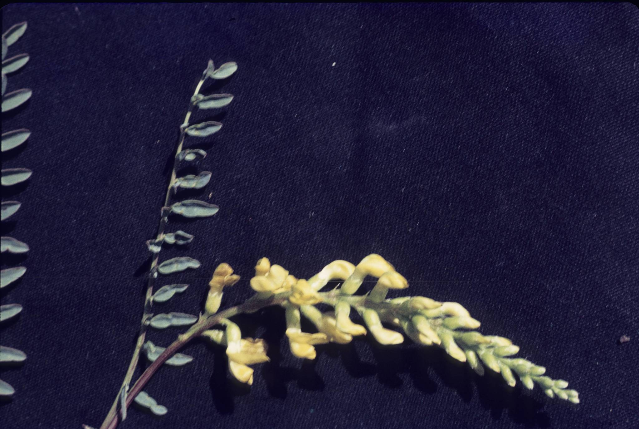 Astragalus oocarpus