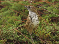 New Zealand Fernbird photo 2