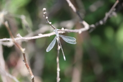 Lestes congener