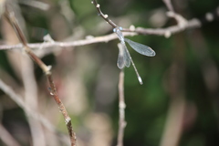 Lestes congener