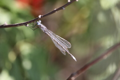 Lestes congener