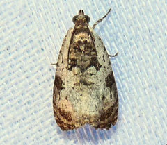 Olethreutes malana