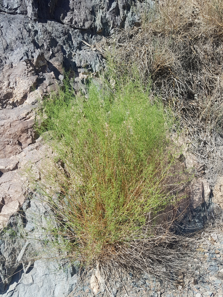 Artemisia xanthochroa