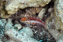 Serranus baldwini