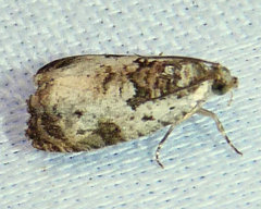 Olethreutes malana