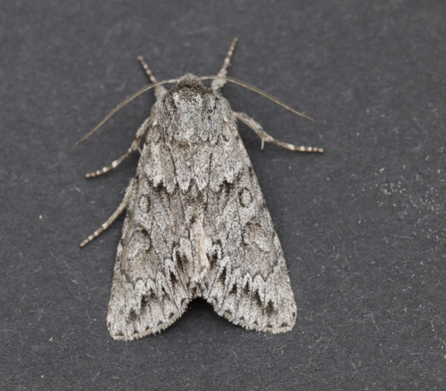 Canadian Giant Moth photo 4
