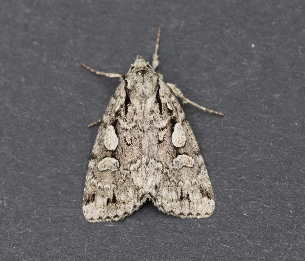 Xestia rhaetica