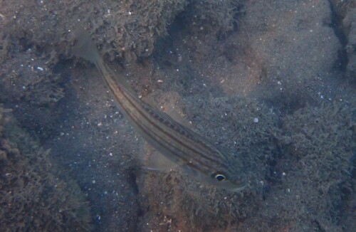 Gestreepte knorrepos (Pomadasys stridens) — Haemulidae — 4