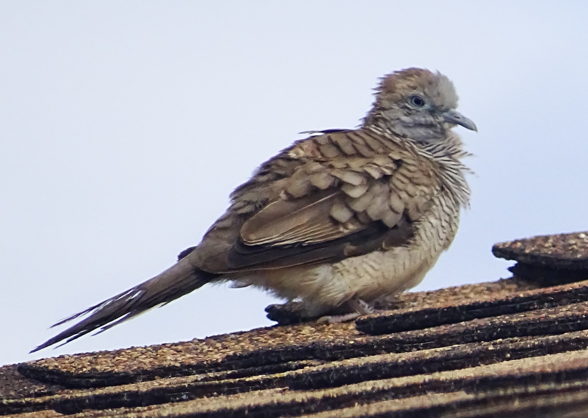 Zebra Dove