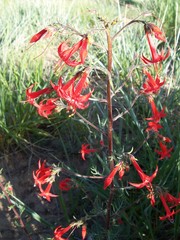 Ipomopsis aggregata formosissima