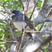 Junco hyemalis × Zonotrichia albicollis - Photo (c) Eric Keith, algunos derechos reservados (CC BY-NC), subido por Eric Keith