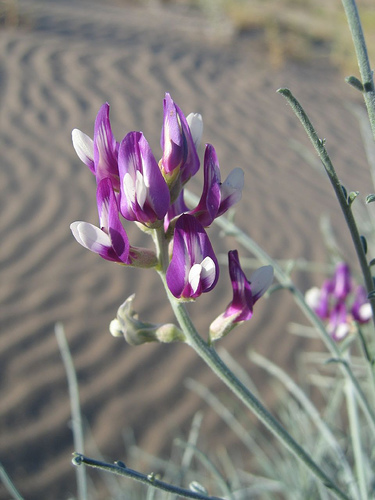 Astragalus magdalenae
