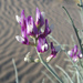 Dune Milkvetch - Photo (c) jrdnz, some rights reserved (CC BY-NC)