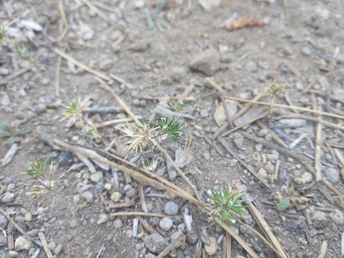 Image of Navarretia divaricata by no rights reserved