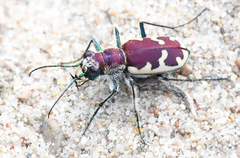 Cicindela formosa