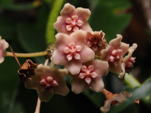 Hoya diversifolia, photograph 1