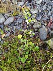 Cochlearia groenlandica