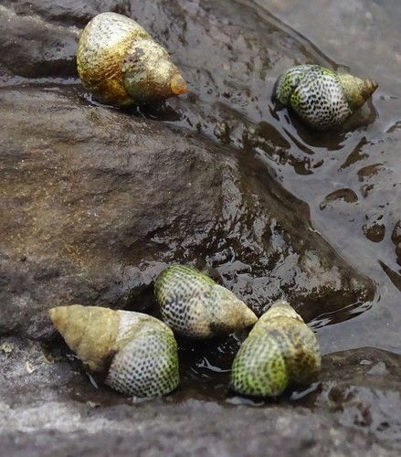 Littoraria pintado