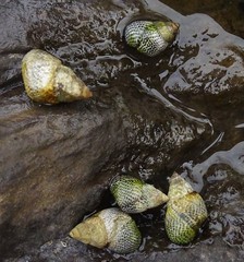 Littoraria pintado