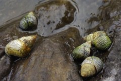 Littoraria pintado