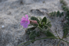 Silene littorea