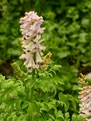 Corydalis caseana brandegeei