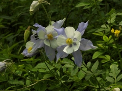 Aquilegia coerulea coerulea