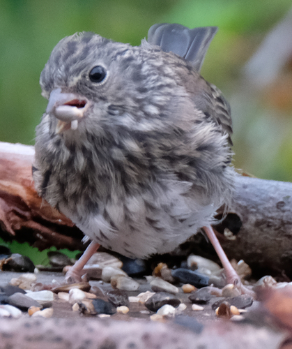 Dark-eyed Junco photographed in Alaska