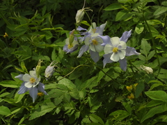 Aquilegia coerulea coerulea