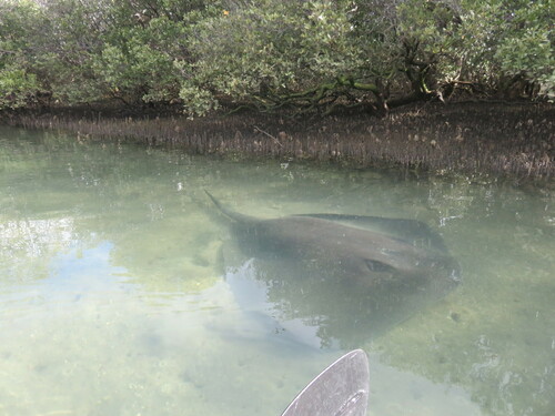 Pitted stingray (Dasyatis matsubarai) — Dasyatidae — 4