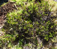 Coprosma ernodeoides