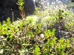 Coprosma ernodeoides
