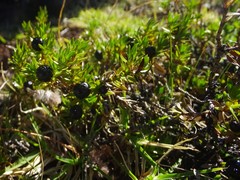 Coprosma ernodeoides