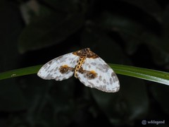 Abraxas amicula-illuminata