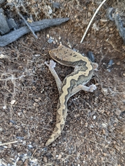 Giant Stone Gecko photo 3