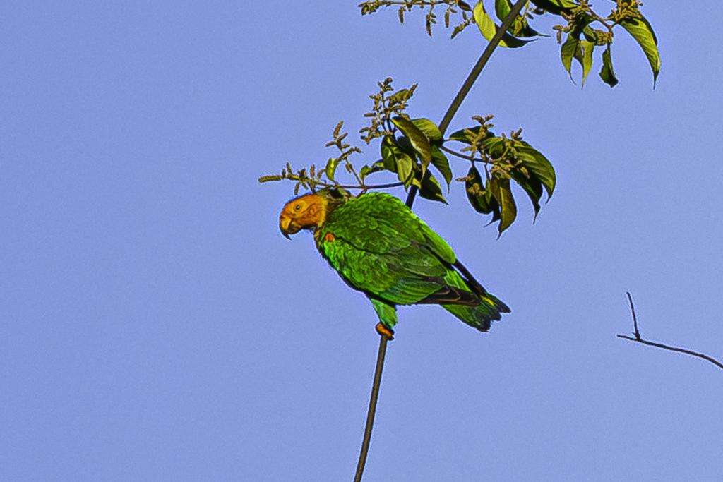 Bald Parrot