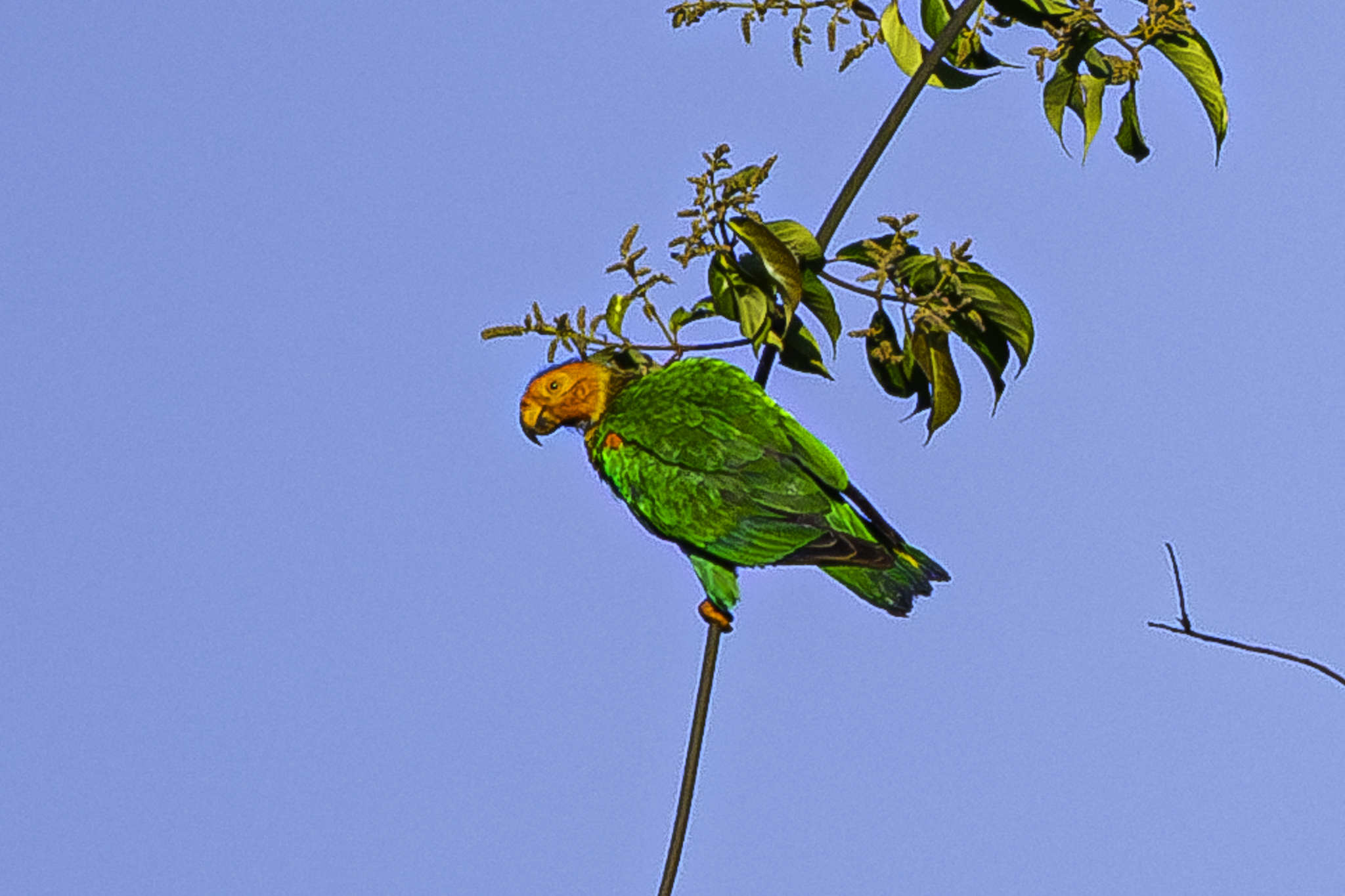 Bald Parrot (Pyrilia aurantiocephala)