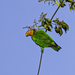 Bald Parrot - Photo (c) David Bishop, some rights reserved (CC BY-NC), uploaded by David Bishop