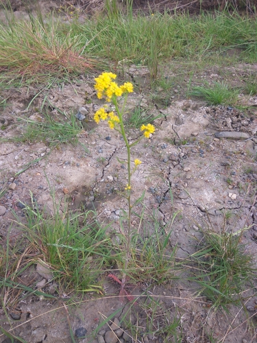 Hoary Yellowcress (Rorippa barbareifolia)