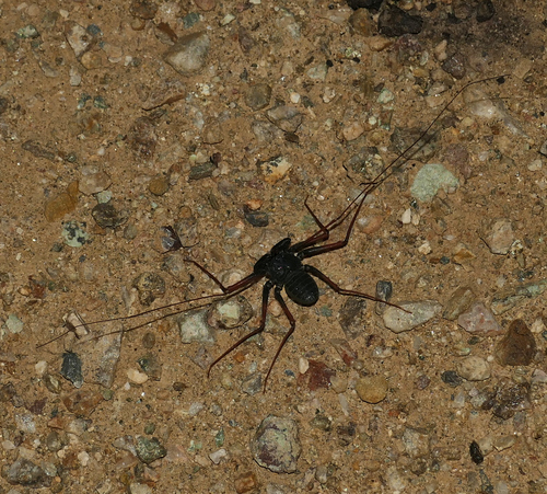 Arizona Tailless Whip Scorpion photo 4