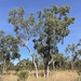 Eucalyptus tectifica - Photo (c) Dean Nicolle, some rights reserved (CC BY-NC), uploaded by Dean Nicolle