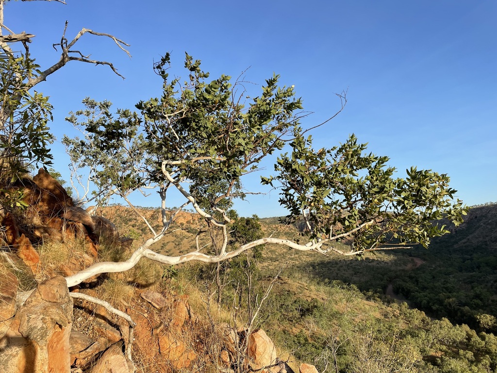 Eucalyptus revelata
