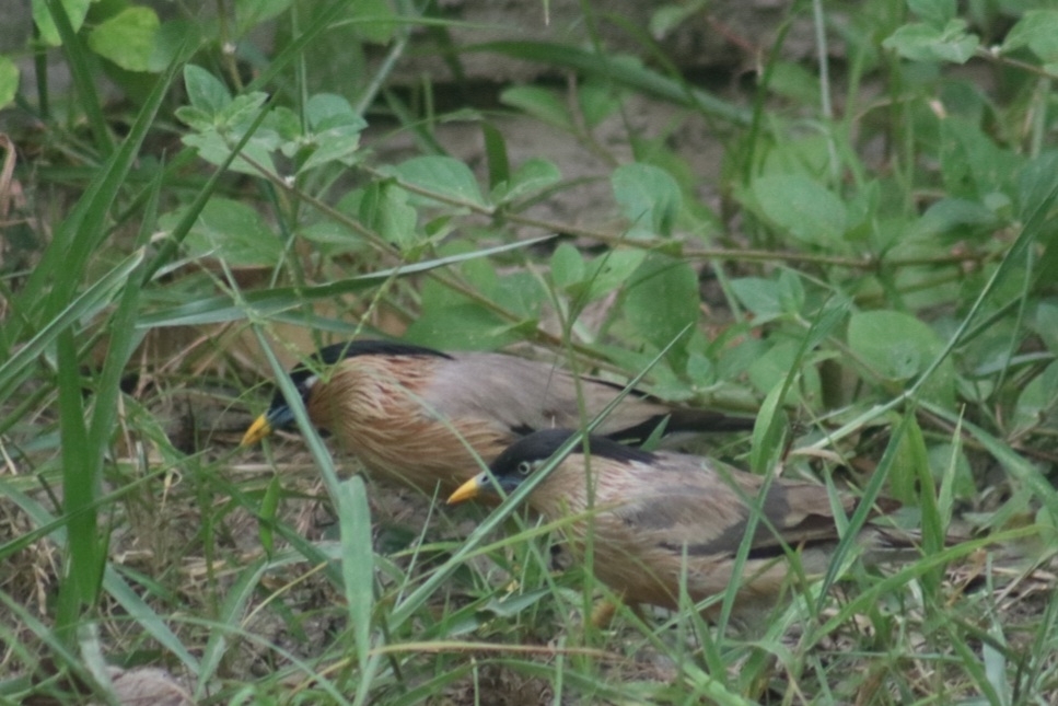 Brahminy Starling