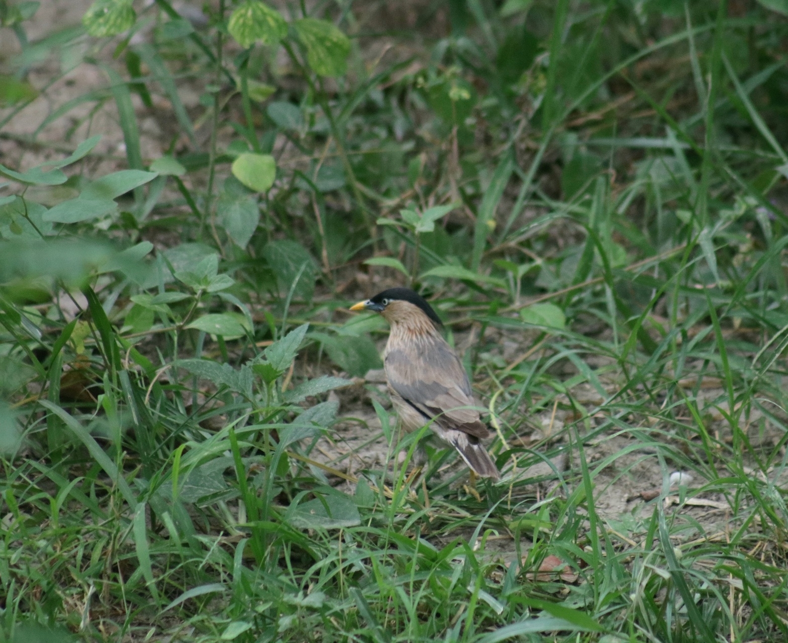 Brahminy Starling