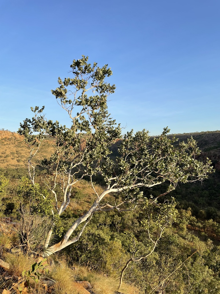 Mountain White Gum