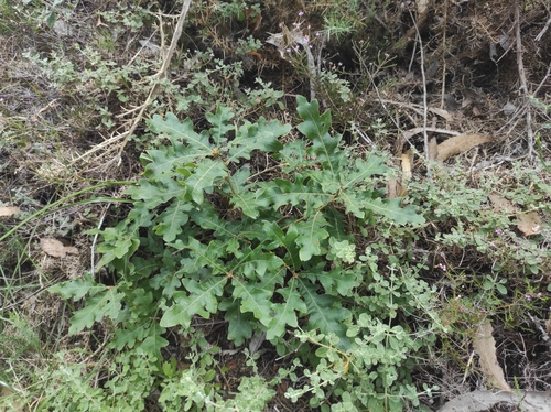 Diego's Oak