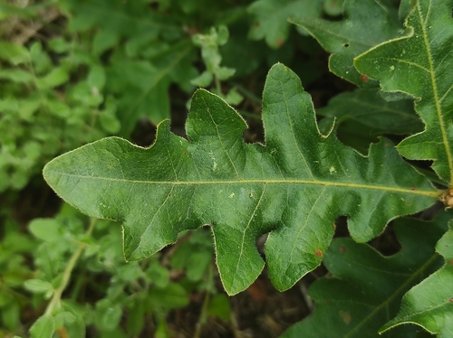 Diego's Oak