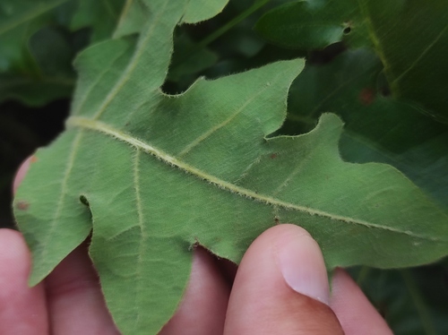 Diego's Oak