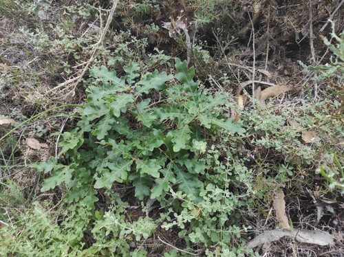 Diego's Oak