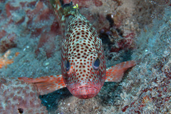 Epinephelus guttatus